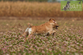 Labrador Retriver von der Mohnenfluh